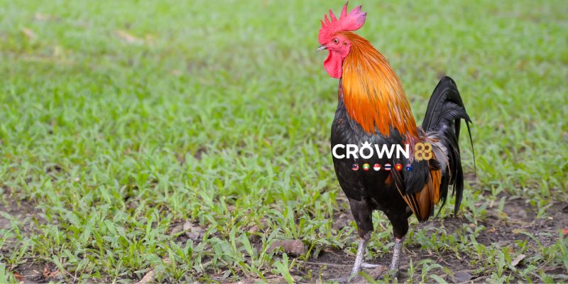 Từng bước tham gia chơi game đá gà Crown88 rất đơn giản